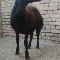 دو راس بره نر کشتاری یکی ۴۵ کیلو یکیش ۲۶ کیلو