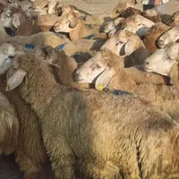 فروش گوسفند زنده بهداشتی از بهترین نژادها|حیوانات مزرعه|مشهد, گلبرگ شمالی|دیوار