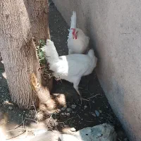 مرغ تخم گذار