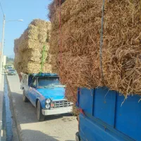 کاه گندم شالی لوبیا|عمده‌فروشی|آزادشهر, |دیوار