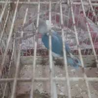 کوتوله نر ومرغ عشق