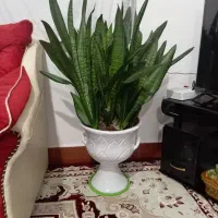 گل همراه باگلدانش.قیمت ۱تومن