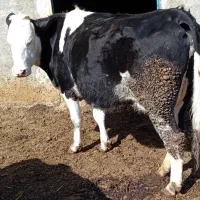 دو راس گاو|حیوانات مزرعه|فاروج, |دیوار