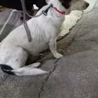 سگ پاکوتاه|سگ|ماهان, |دیوار