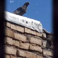 کفتر|پرنده|مشهد, ابوذر|دیوار
