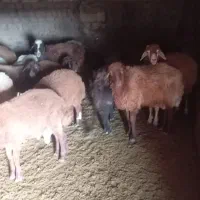 گوساله و گوسفند ماده|حیوانات مزرعه|هریس, |دیوار