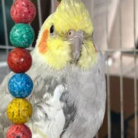 عروس هلندی نر