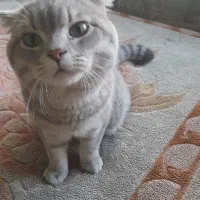 فروش فوری گربه اسکاتیش به دلیل شرایط جنگی