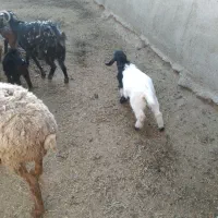 بوز زایده فروشی ۱۱رس