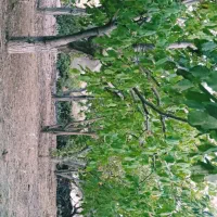 باغ شهری|فروش زمین و ملک کلنگی|ارژن, |دیوار