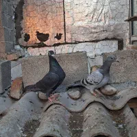 جفت جوجه پلاکی