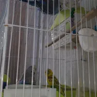 مرغ عشق مولد انگلیسی گریدa