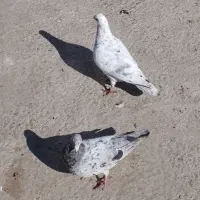 سرور|حیوانات|مشهد, امیرآباد|دیوار