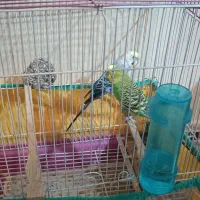 یک جفت مرغ عشق رام دستی