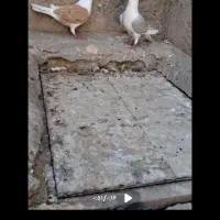 ی جفت گراف نر ماده بشرط تخم وجوجه بضمانت