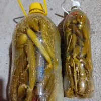 خیارشور سرغایه