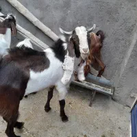 نربز اصل گوش بلند