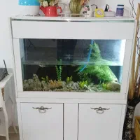 آکواریوم،  ماهی.  معاوضه با قناری جفت