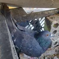 فروش کبوترسری ۱۵۰ تومان|پرنده|خرمشهر, |دیوار