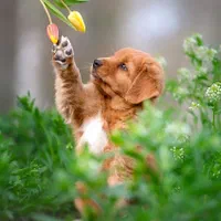 آموزش سگ - مربی سگ - تربیت سگ - رفتار شناس سگ|خدمات آموزشی|پرند, فاز ۲|دیوار