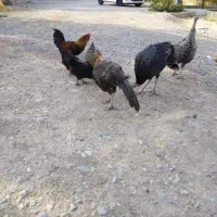 مرغ و بوقلمون