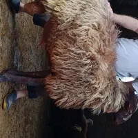 فروش قوچ ژندار
