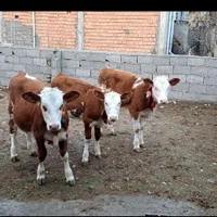 فروش گوساله جنس|حیوانات مزرعه|بندر ترکمن, |دیوار