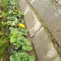 نشای توت فرنگی