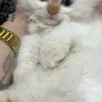 بچه گربه پرشین اصیل