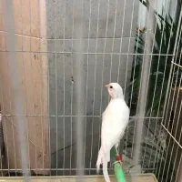 قناری کشیده بلند ،رسمی،موزایکی|پرنده|مشهد, هفت تیر (آب و برق)|دیوار