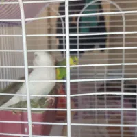 مرغ عشق خاص جفت خورده