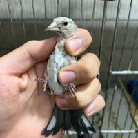 جوجه سهره های قواره دار