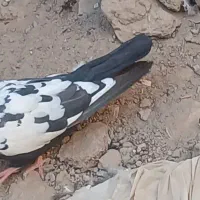 کبوتر|پرنده|سیرجان, |دیوار