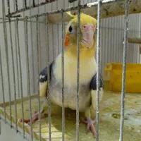 سه عدد عروس هلندی