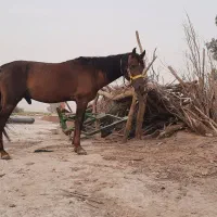 اسب نر