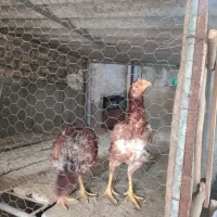 گنجه مرغ و خروس