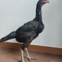 مرغ لاری اصیل