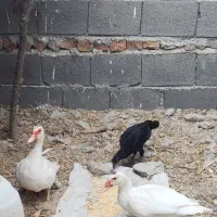 اردک استرایلی
