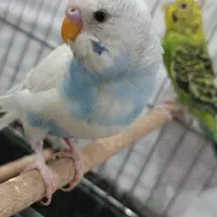 دوعدد مرغ عشق نز وماده