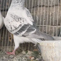 نر شامی کاکلی|پرنده|تربتحیدریه, اندیشه|دیوار