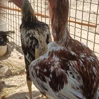 خروس لاری و بز|حیوانات مزرعه|سیرجان, |دیوار