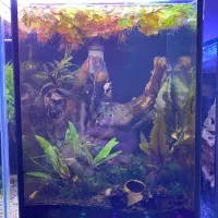 اکواریوم ماهی