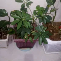 6تا عددگل|گل و گیاه طبیعی|آباده, |دیوار