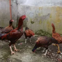 تخم مرغ لاری اصیل