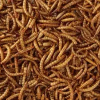 میلورم زنده و خشک