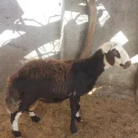 بره قوچ افشار پلنگی اصل شماره 28
