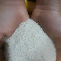 برنج فجرسوزنی سرلاشه