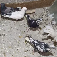 طوقی و پر|پرنده|شهرکرد, |دیوار