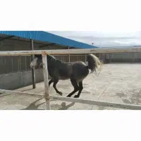 اسب|اسب و تجهیزات اسب‌سواری|گل تپه, |دیوار