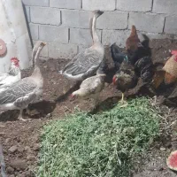 دو عدد غاز